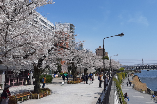 【YOM.11】桜の季節